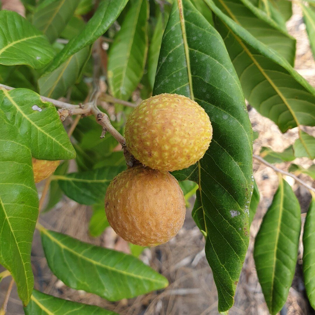 Less known than litchi but delicious ! Try Longan fruit. Dimocarpus Longan is a very nice fast growing subtropical fruit tree that can grow in Southern Europe. #permaculturedesigncourse #tavira #permaculturealgarve #organicfarming #botanicalgarden #b