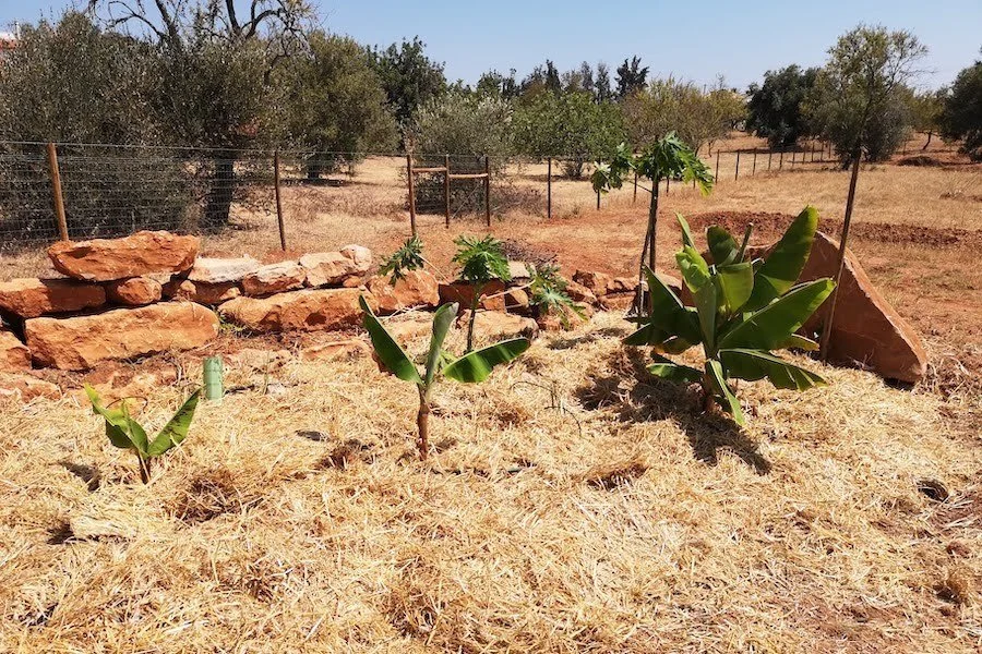 A row of banana plants