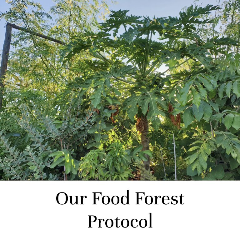 Our Food Forest Protocol