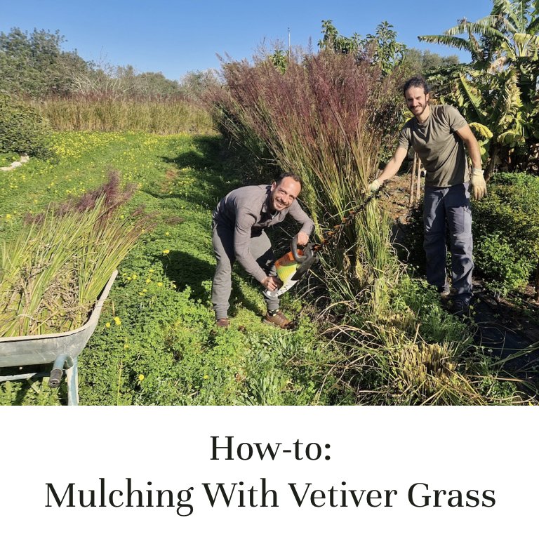 How-to : Mulching with vetiver grass