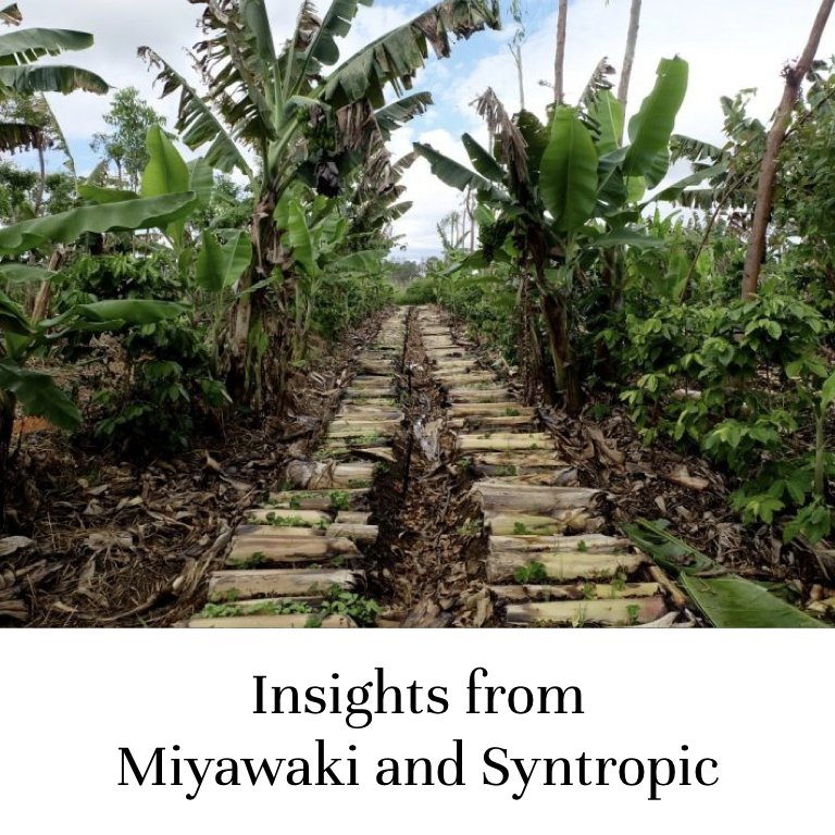 Insights from Miyawaki Method and Syntropic Farming