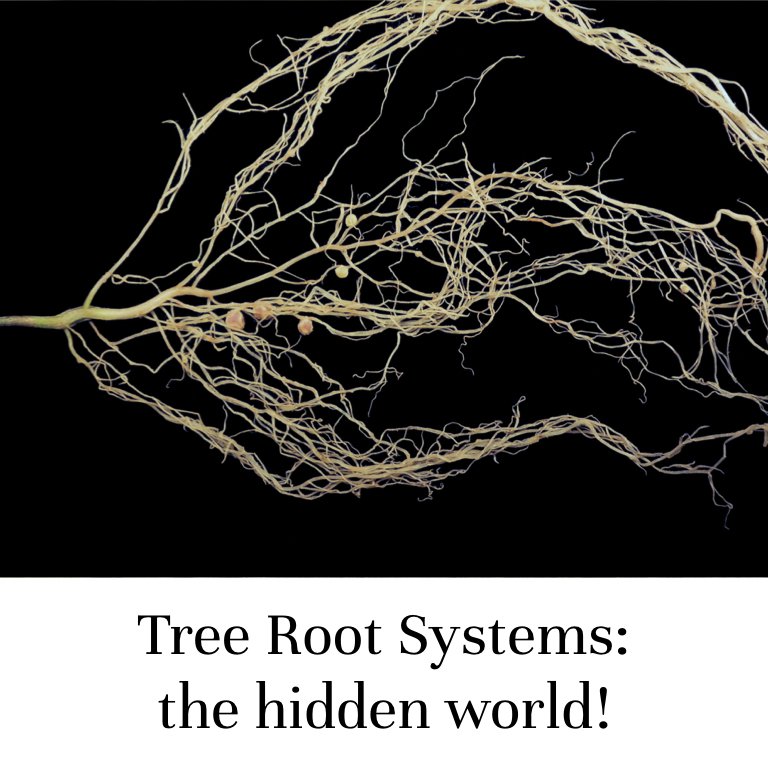 Tree Root Systems: the hidden world!