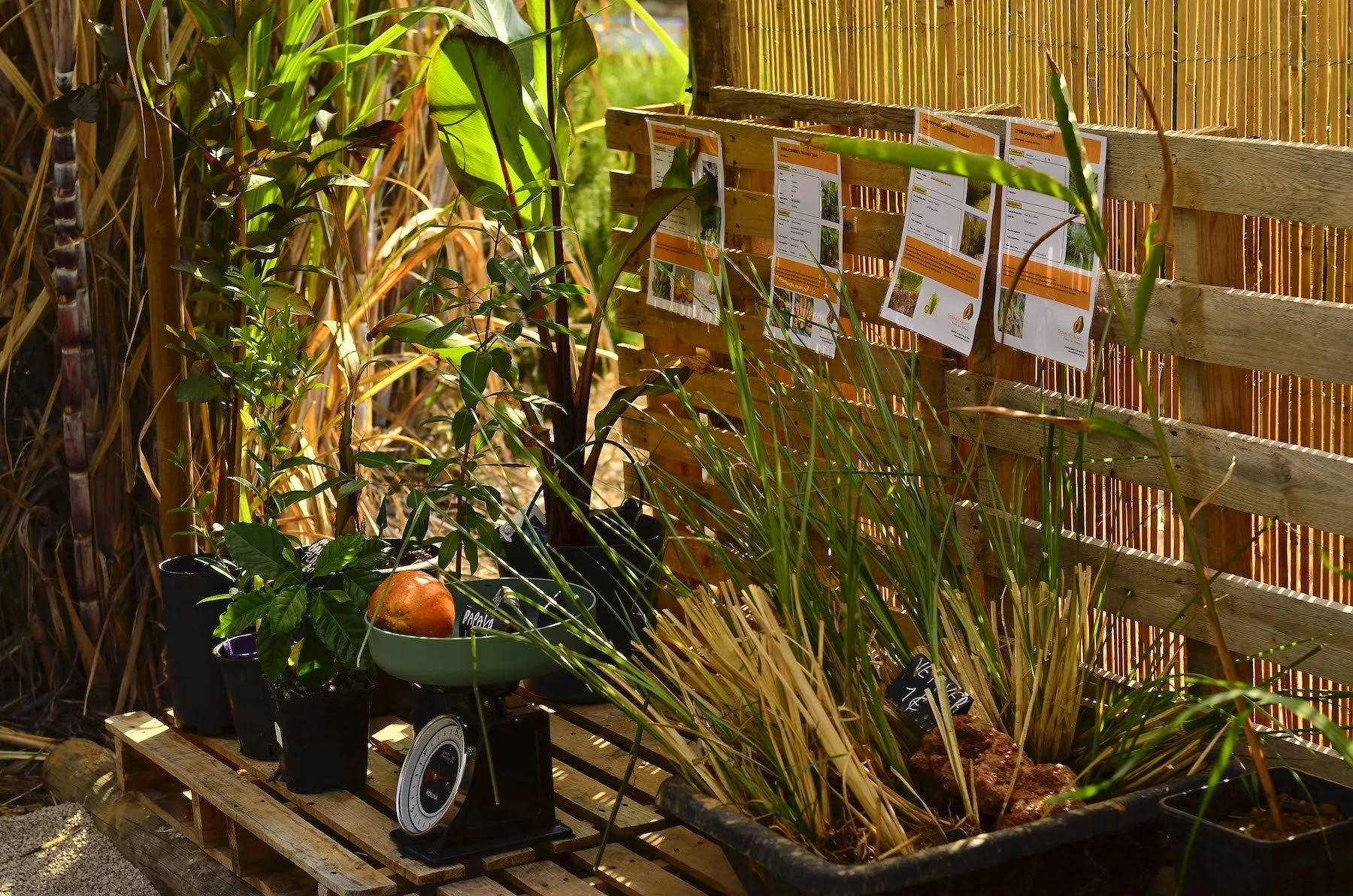 Fruit and seedlings stand at the Orchard