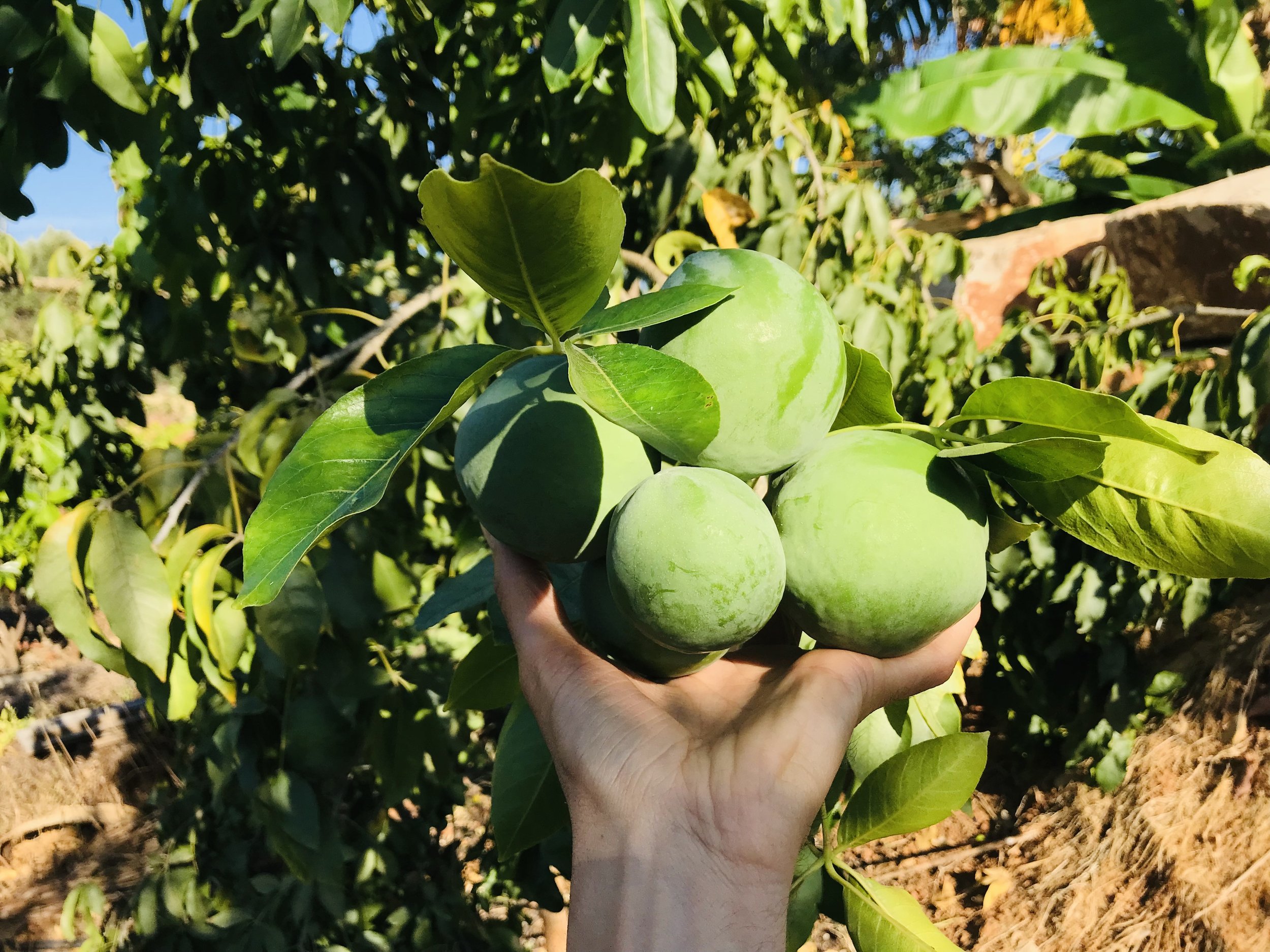 White sapote