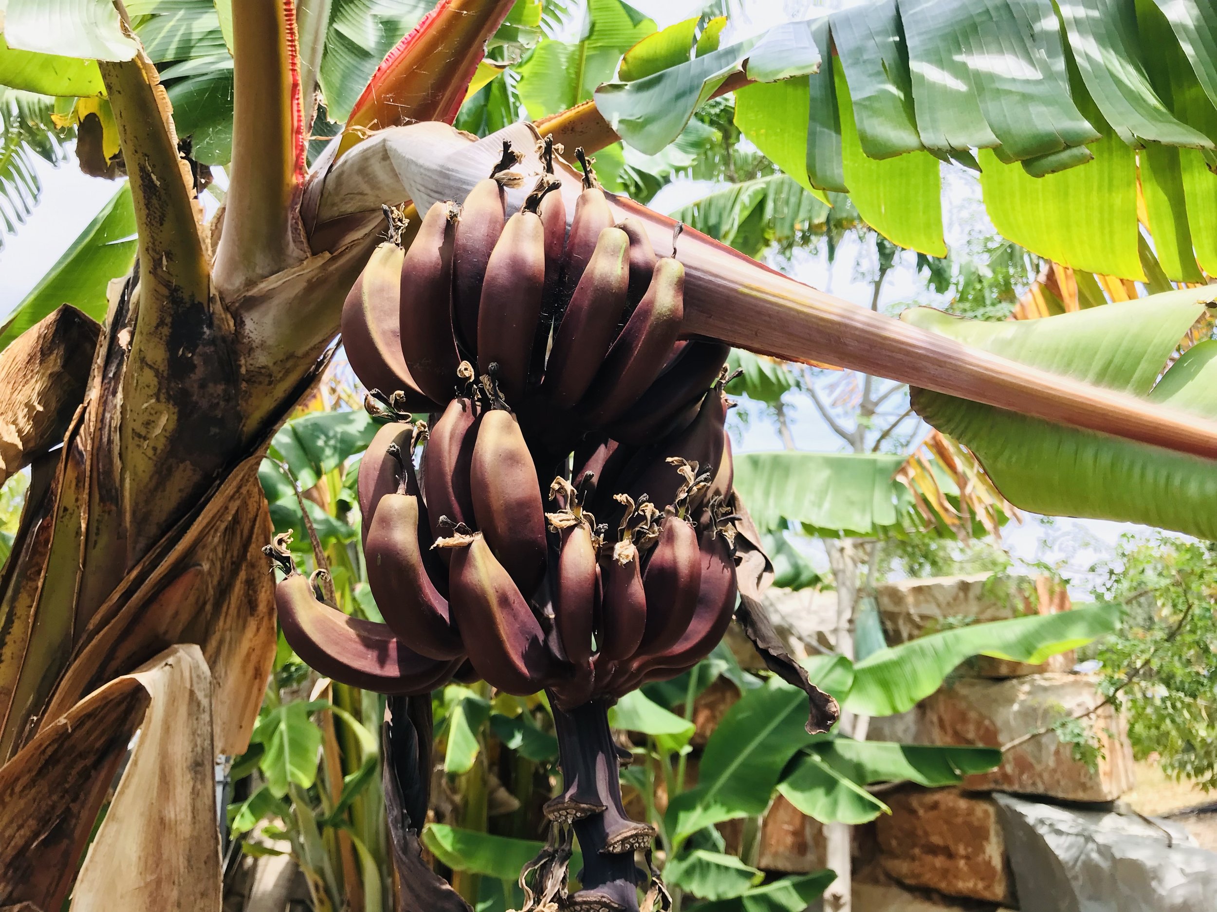 Bunch of red bananas