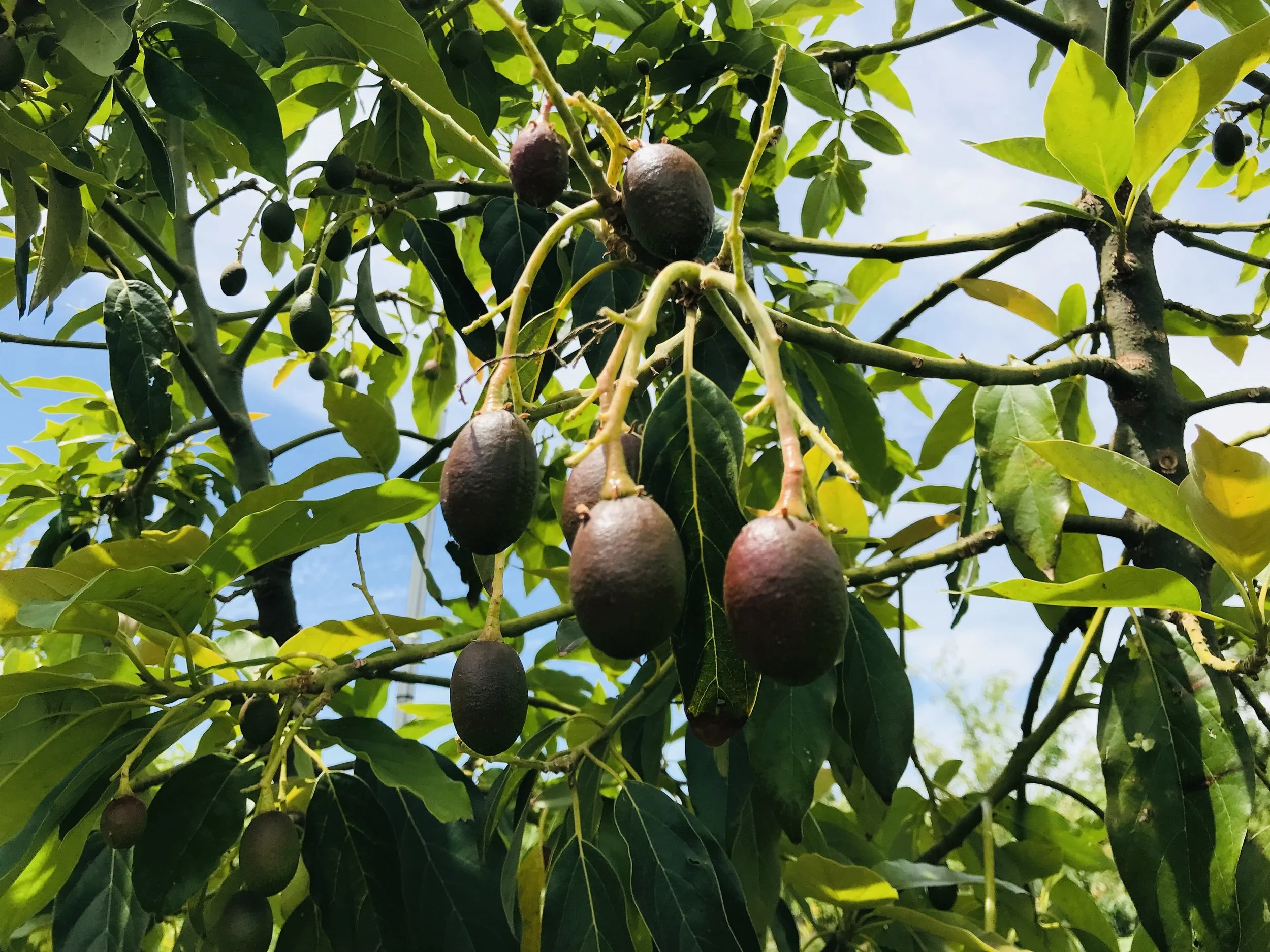 Avocado fruit on tree