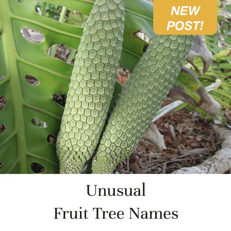 Unusual Fruit Tree Names
