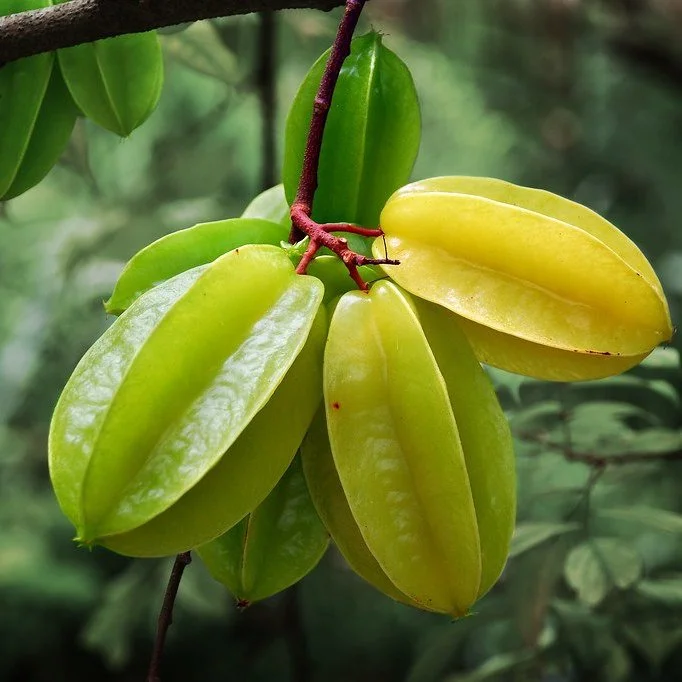 Starfruit (Averrhoa carambola)