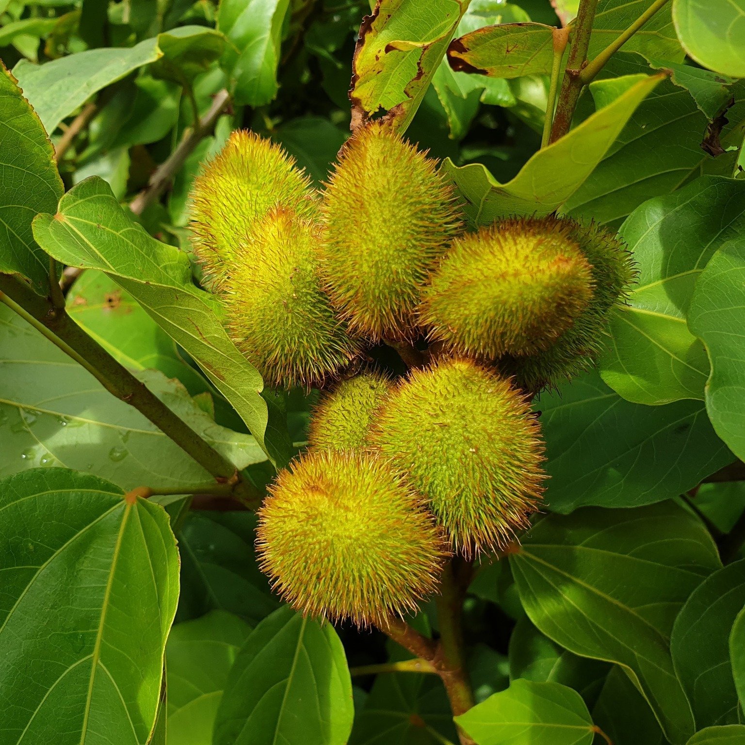 Achiote (Bixa orellana)