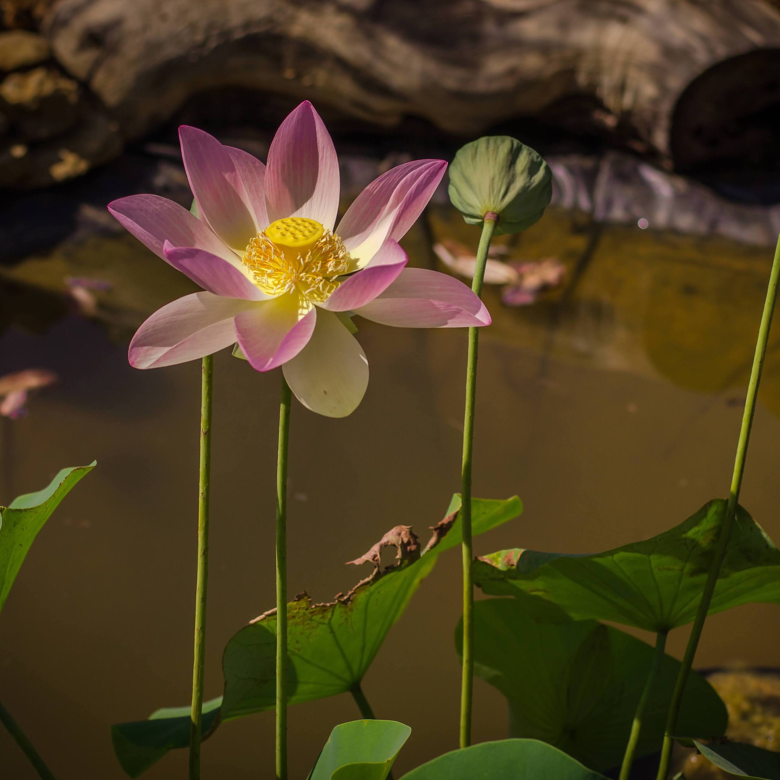 Edible lotus (Nelumbo nucifera)