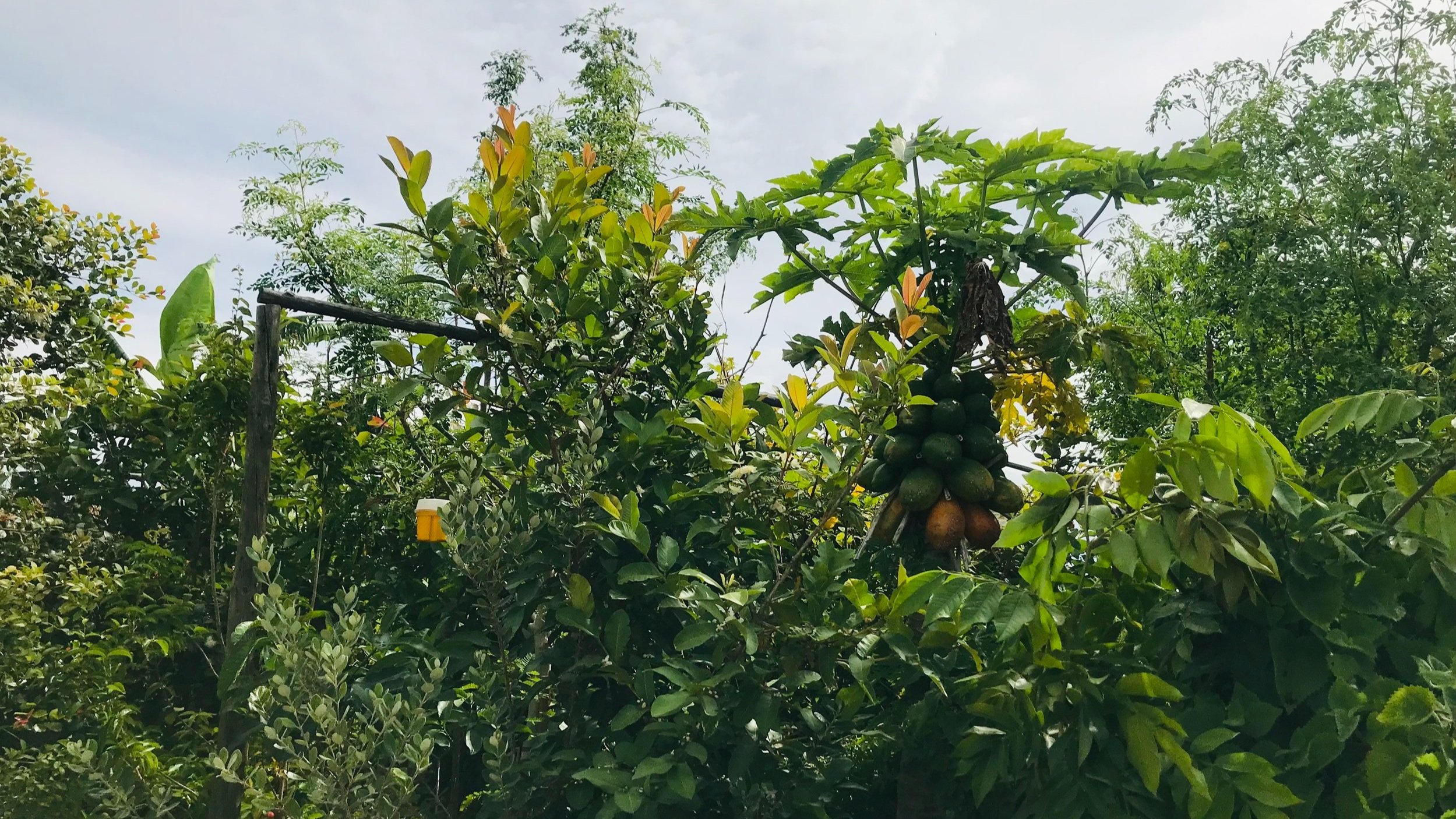 Two-year-old Miyawaki-inspired Food Forest