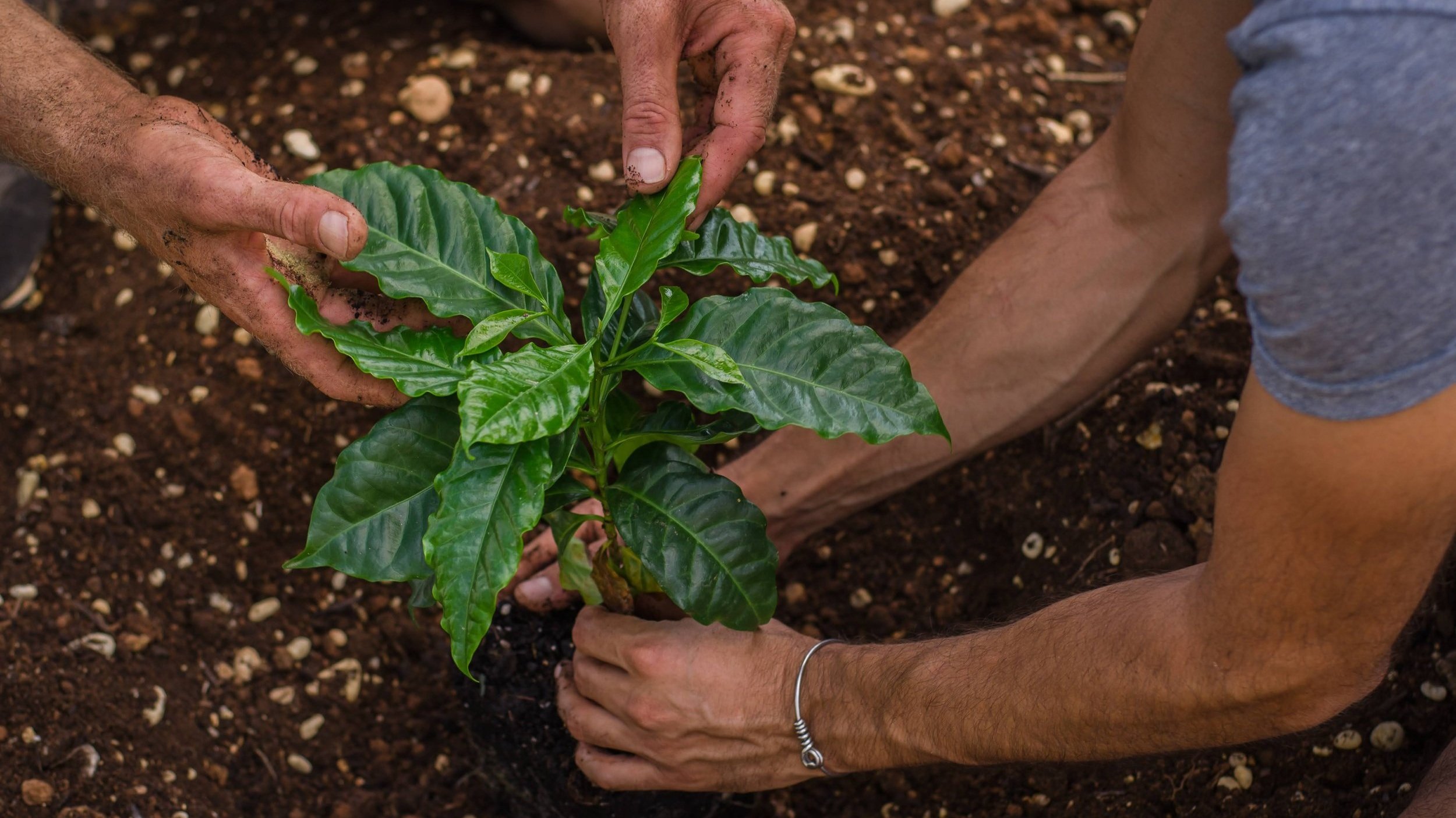 Planting Coffea stenophylla plant during a Food Forest workshop