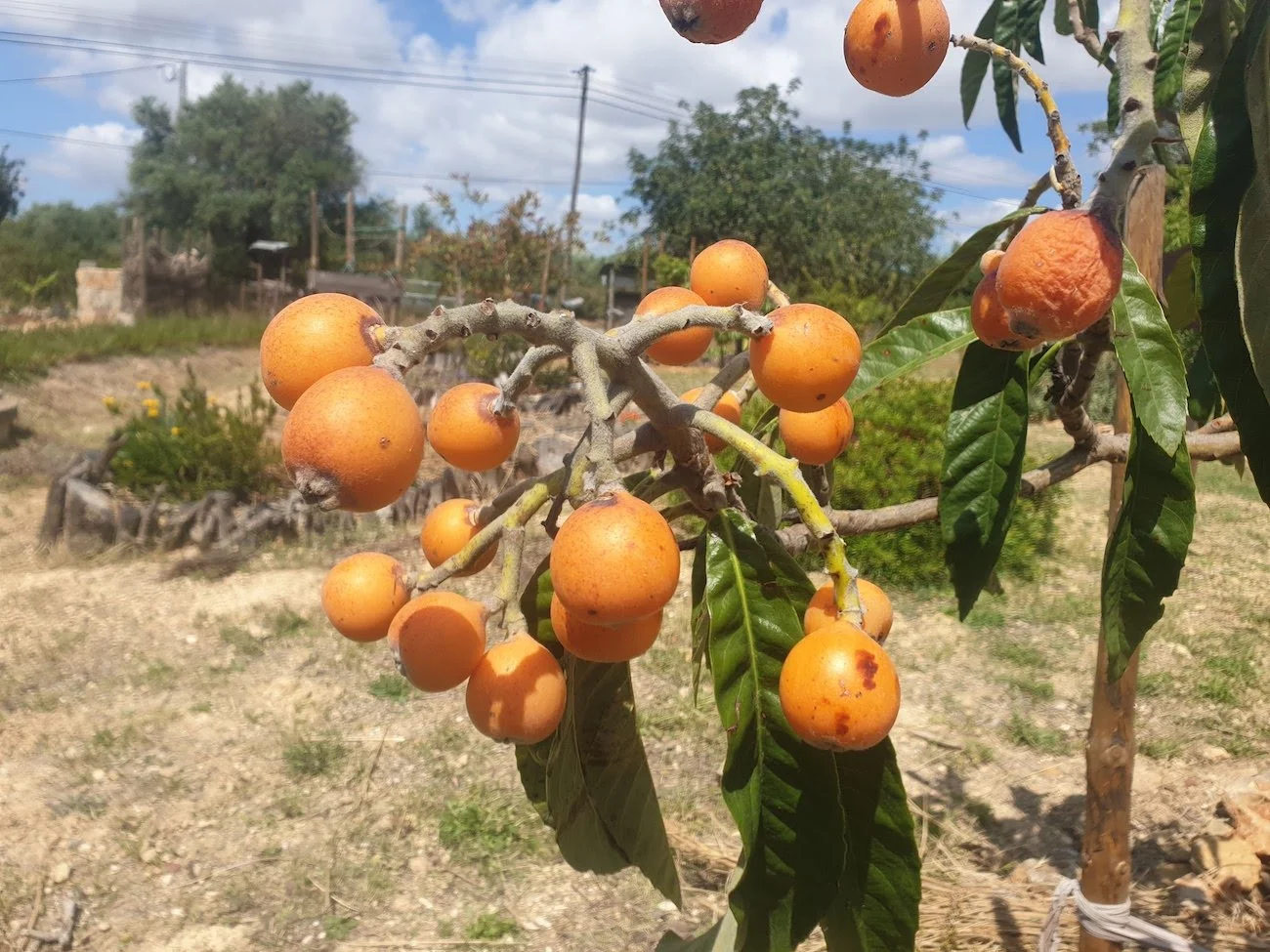 loquat_fruits.jpg