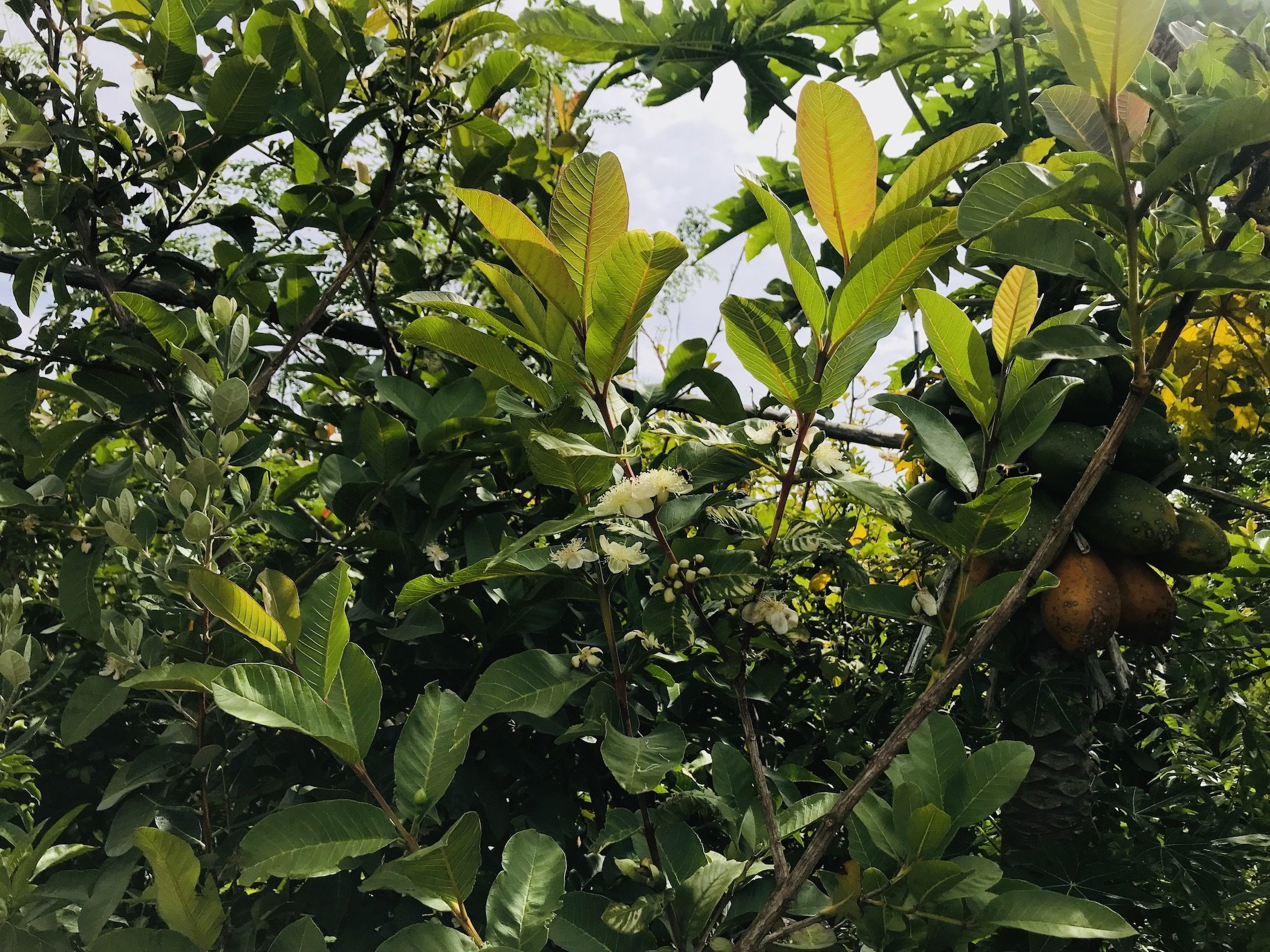 Two years after planting, a Psidium guajava (guava) tree bears pretty white flowers
