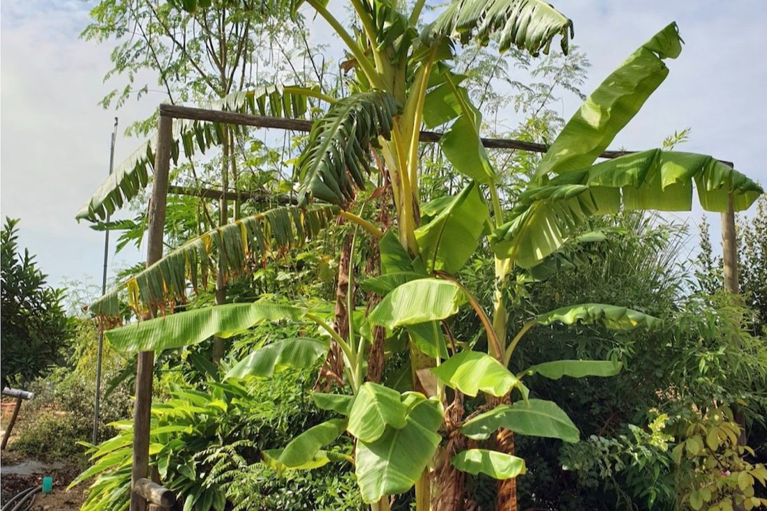 Banana plants growing happily, with Moringa oleifera in the background