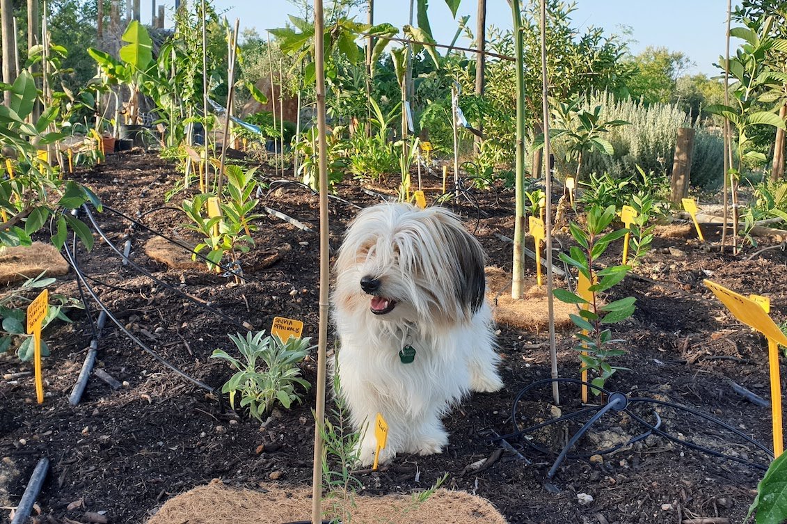 Gulliver the dog assessing our work right after planting. He seems happy with the results