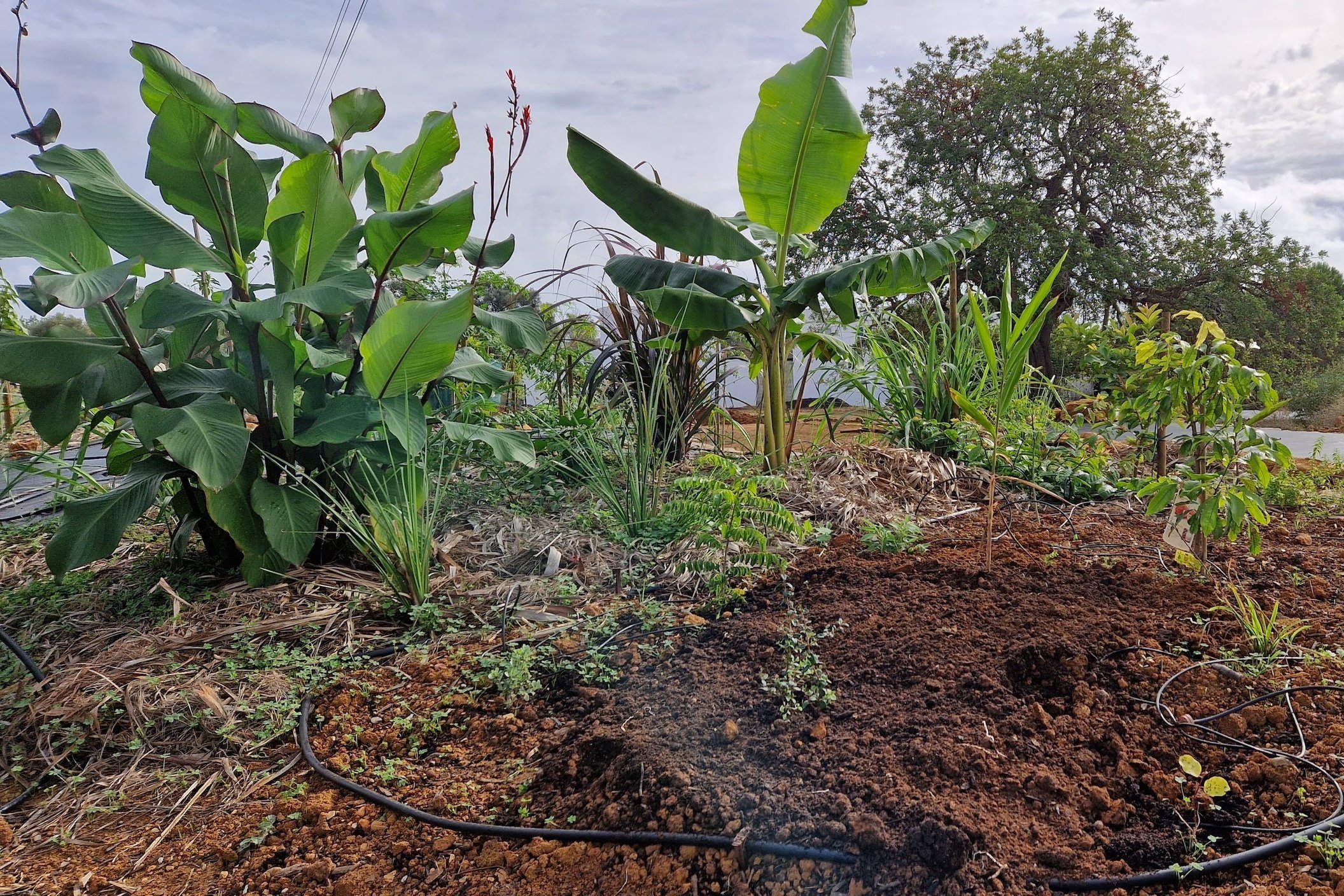 The Mini Edible Jungle side 3 months after planting, with lush Canna edulis and Musa