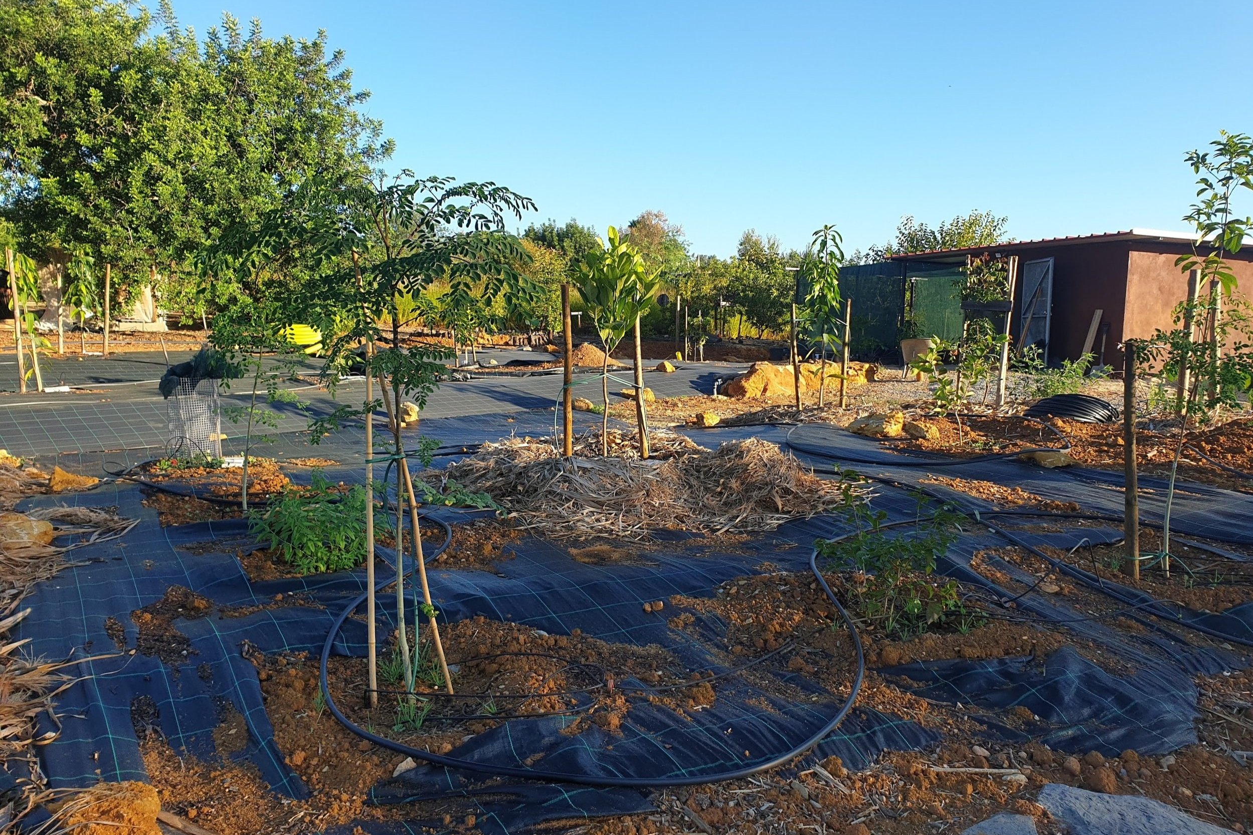 The Orchard side of the Food Forest, 2 months after planting. The lower density in this Experiment is clearly visible