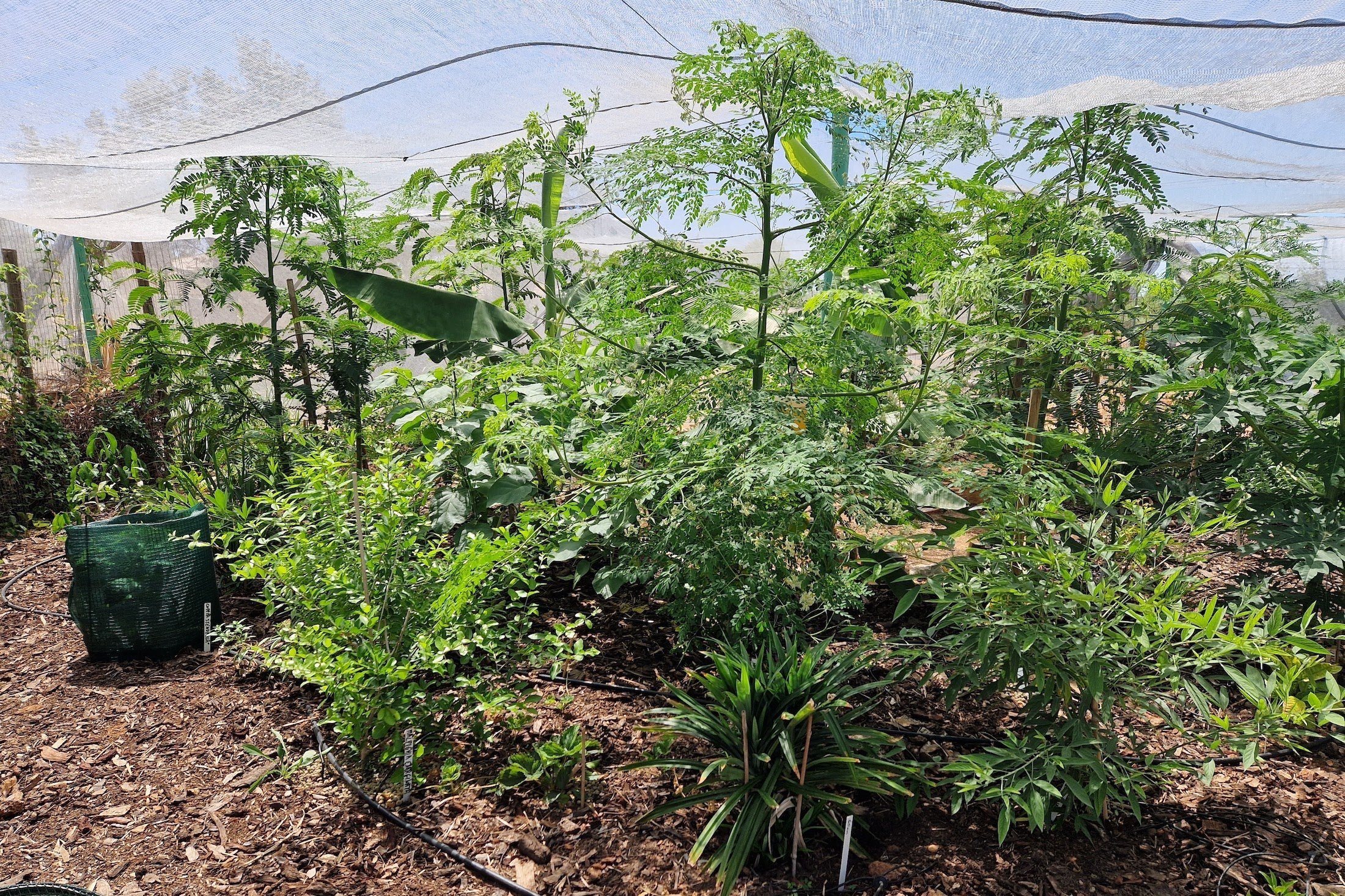 DAY 45 — the Miyawaki-inspired Food Forest experiment #3 (Semi-organized), on August 14th 2023
