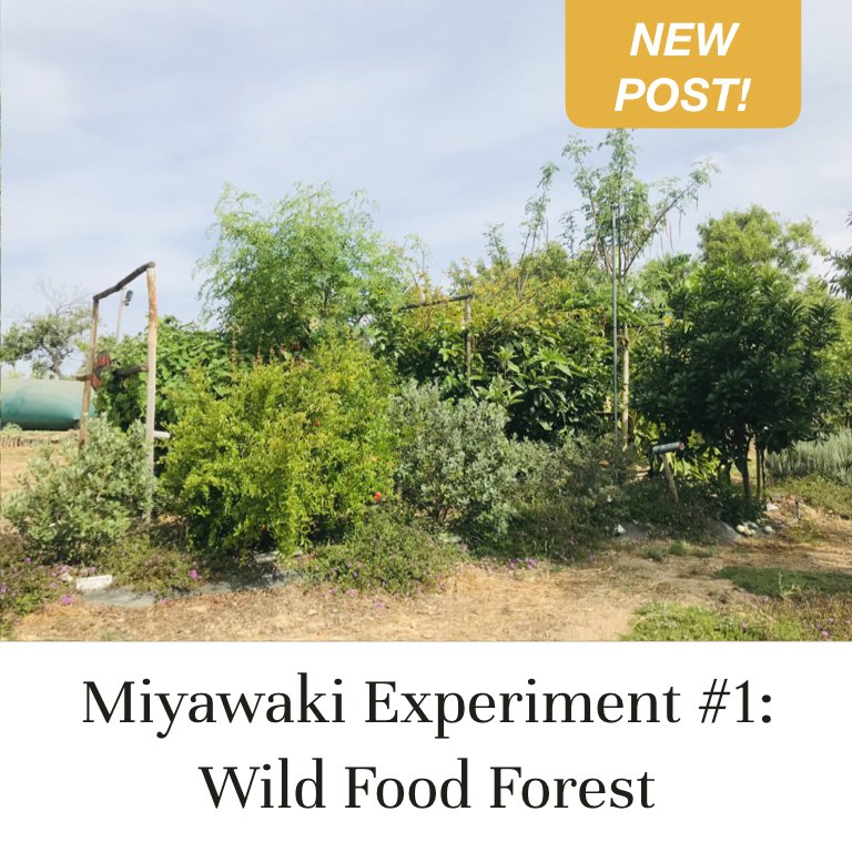 Miyawaki Experiment #1: Wild Food Forest