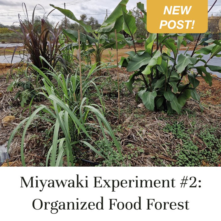 Miyawaki Experiment #2: Organized Food Forest