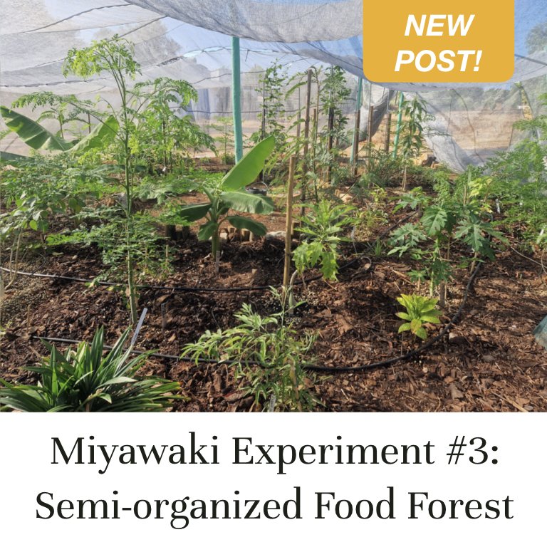 Miyawaki Experiment #3: Semi-organized Food Forest