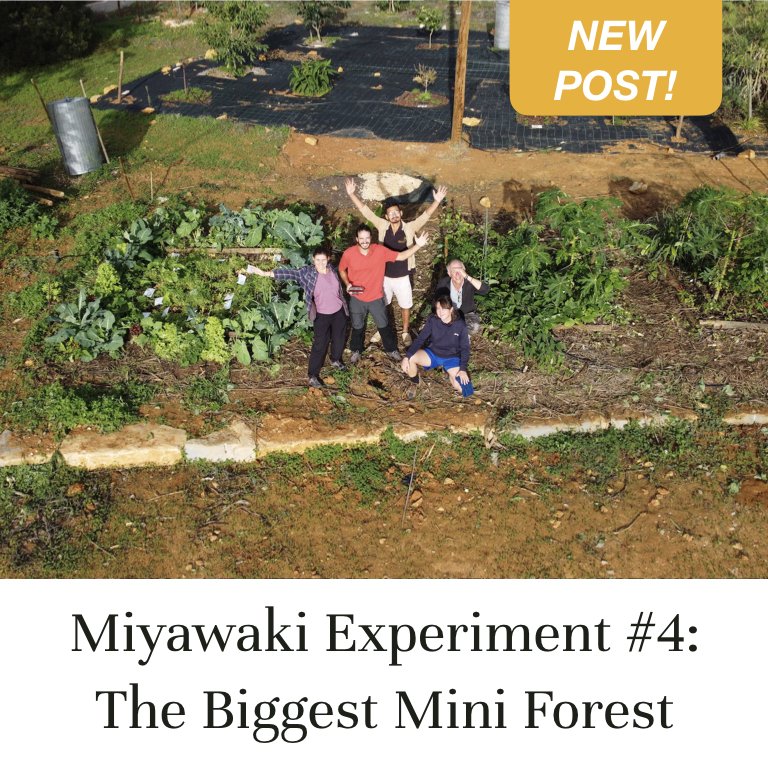 Miyawaki Experiment #4: The Biggest Mini Forest