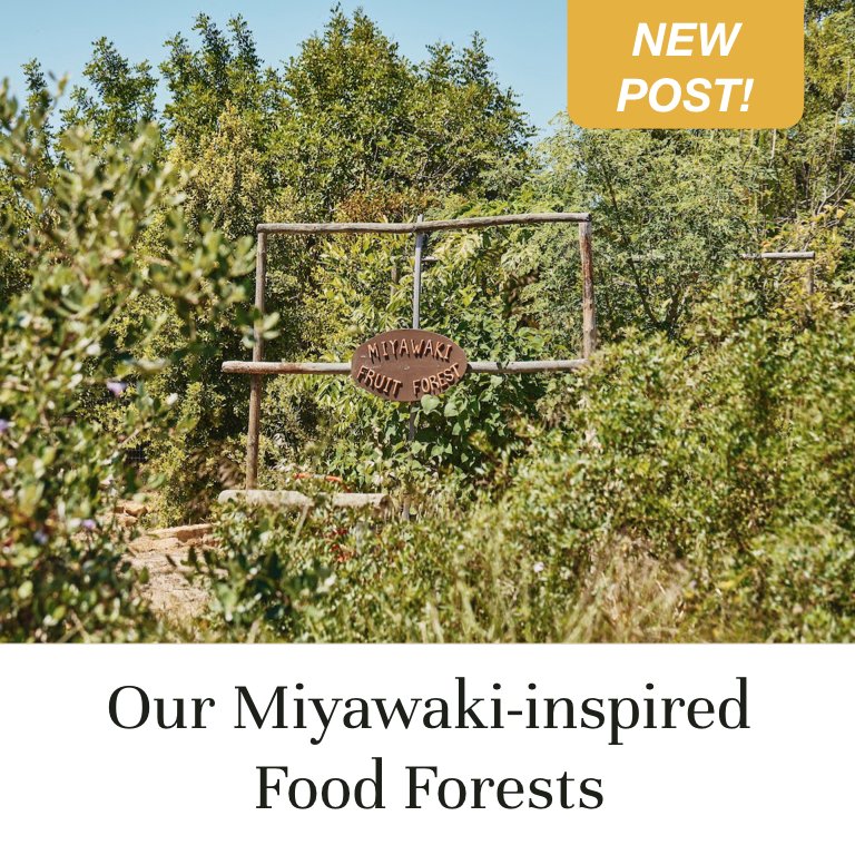 Our Miyawaki-inspired Food Forests