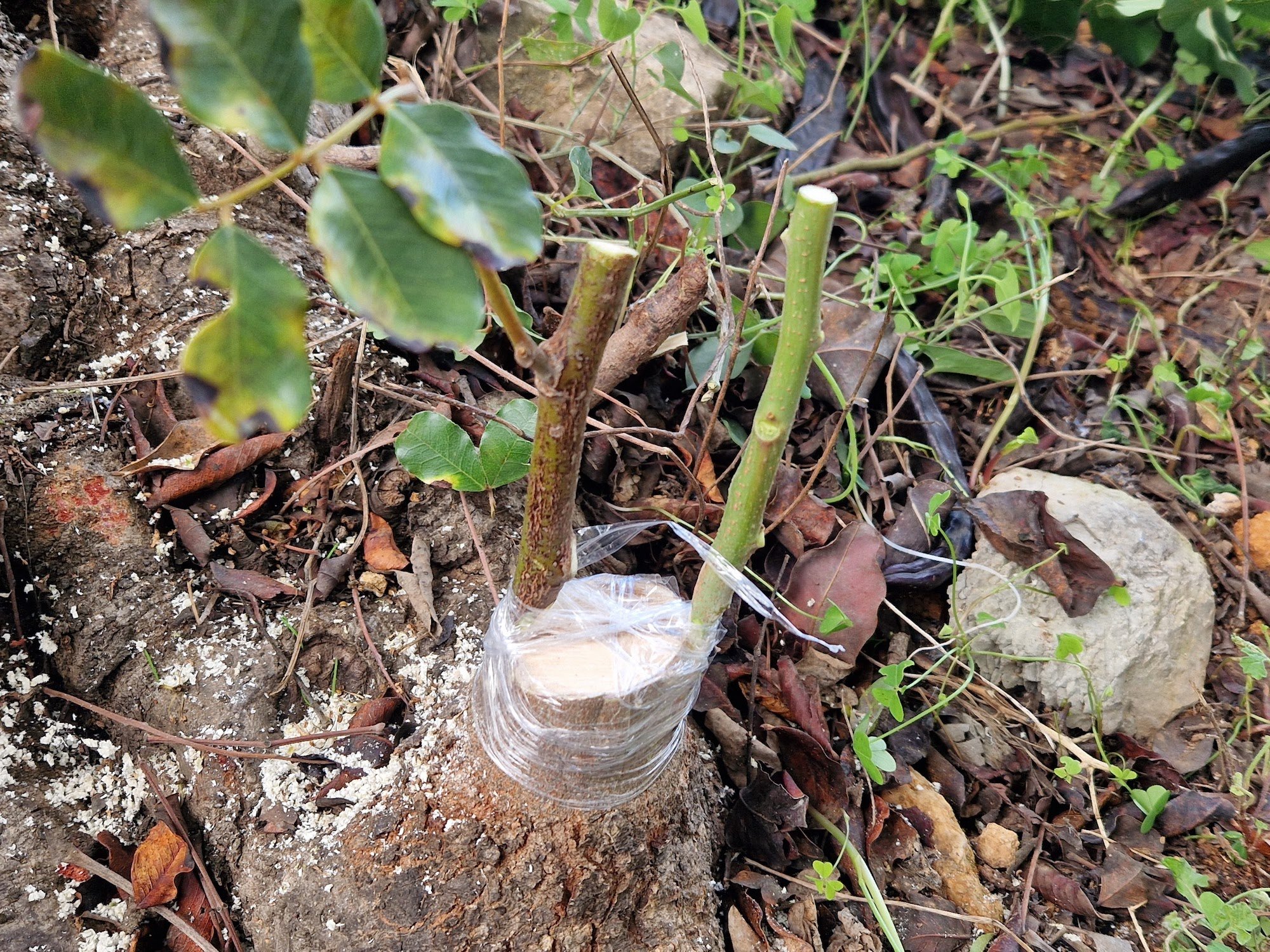 Graft example on carob tree
