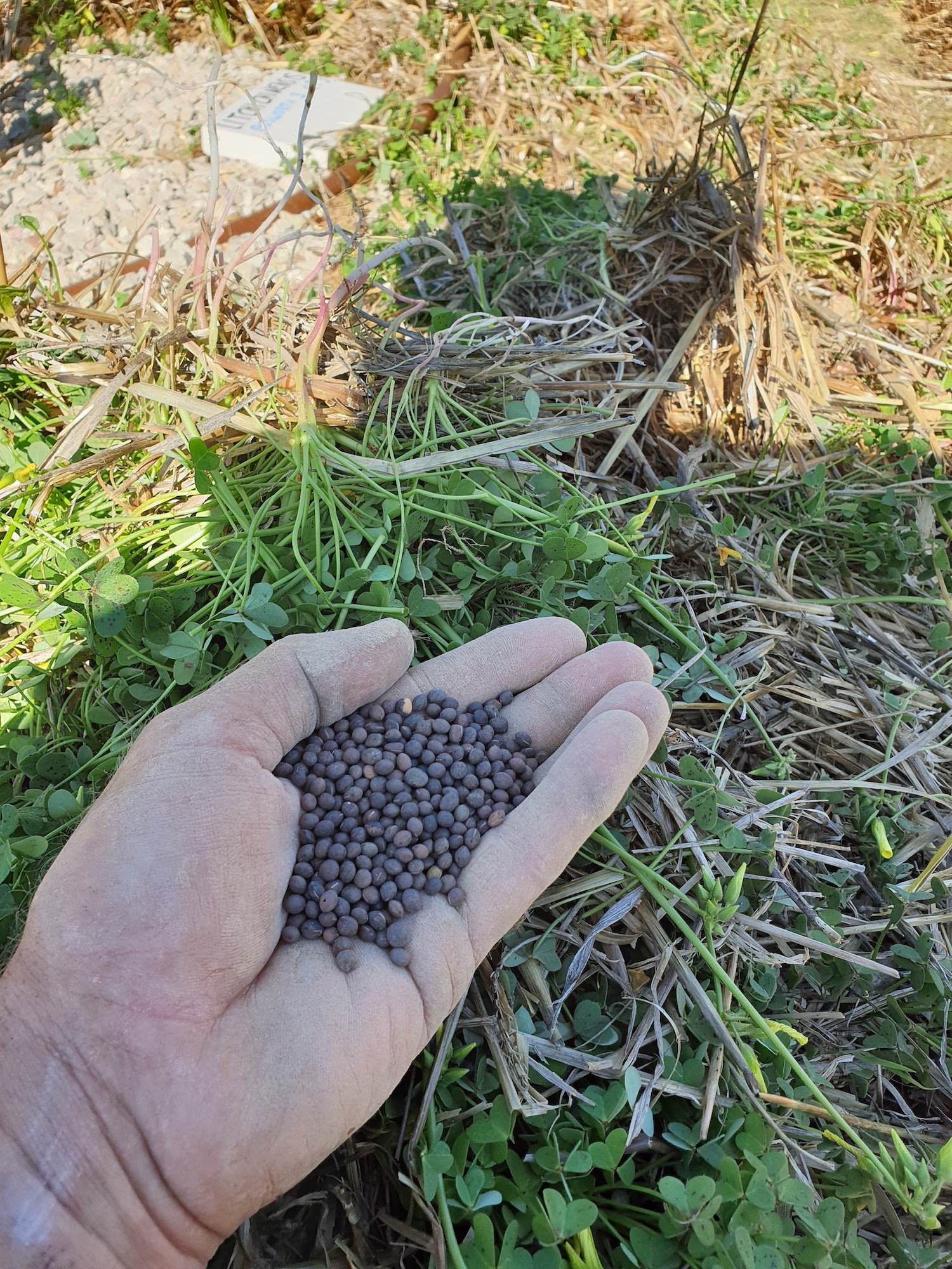 Fertilizing with green manure