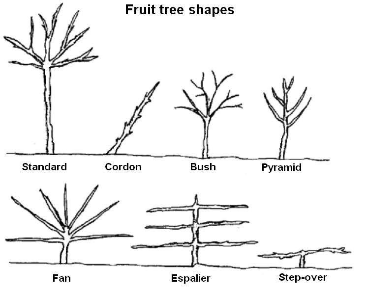 Fruit tree shapes
