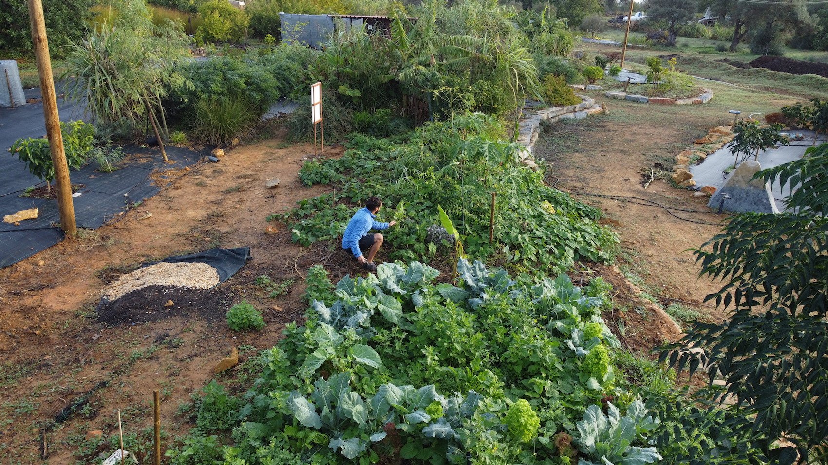 Luís AFONSO doing maintenance of a Mini Food Forest