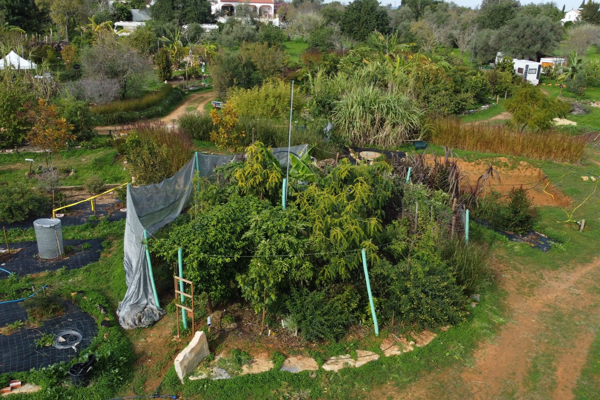 December 2023, 6 months after planting, a look at the Miyawaki Food Forest experiment #3 from the air, using a drone
