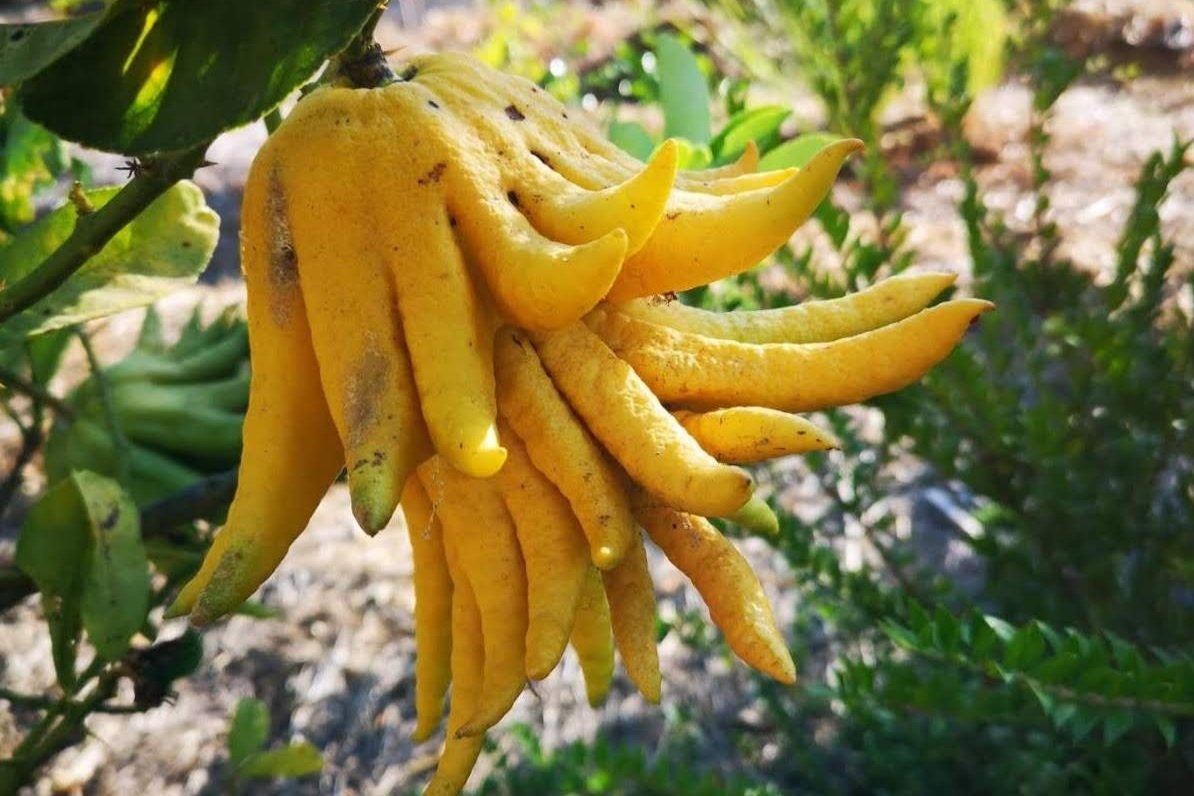 Buddha’s hand lemon (Citrus digitata)