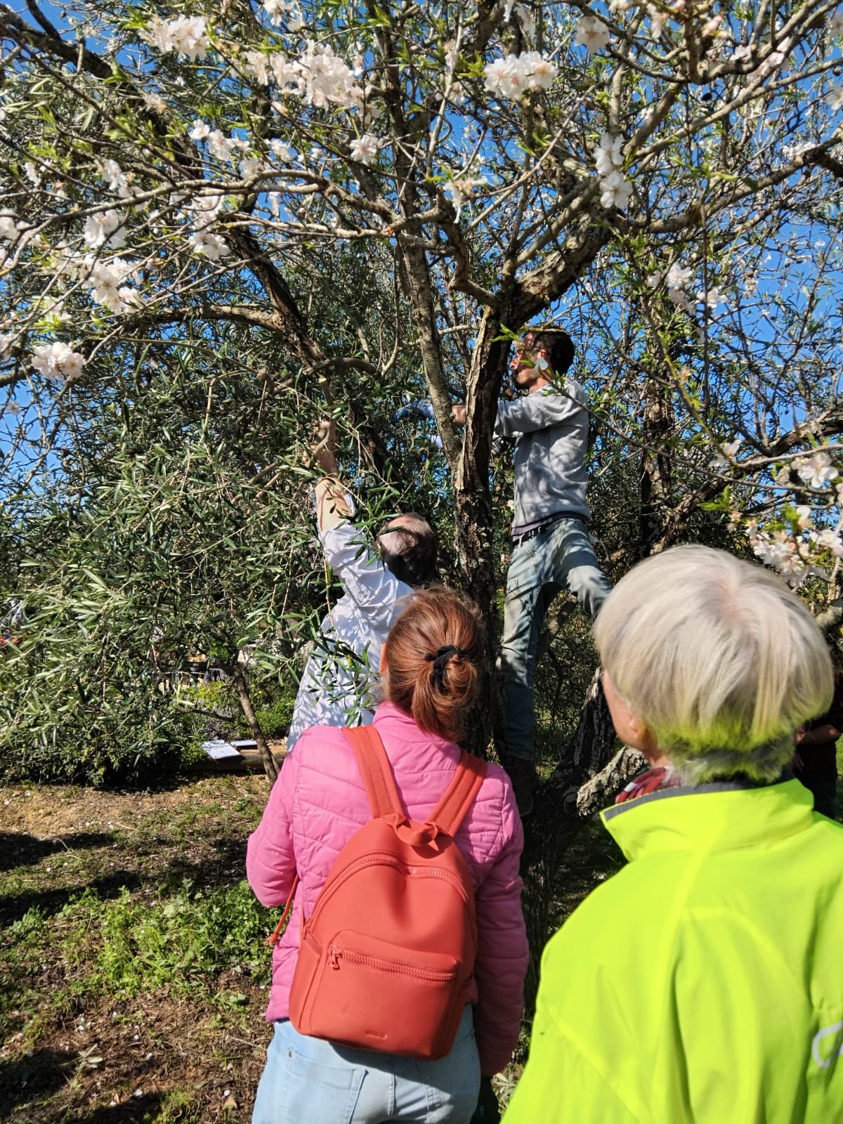 Dror Avital showing fruit tree pruning techniques