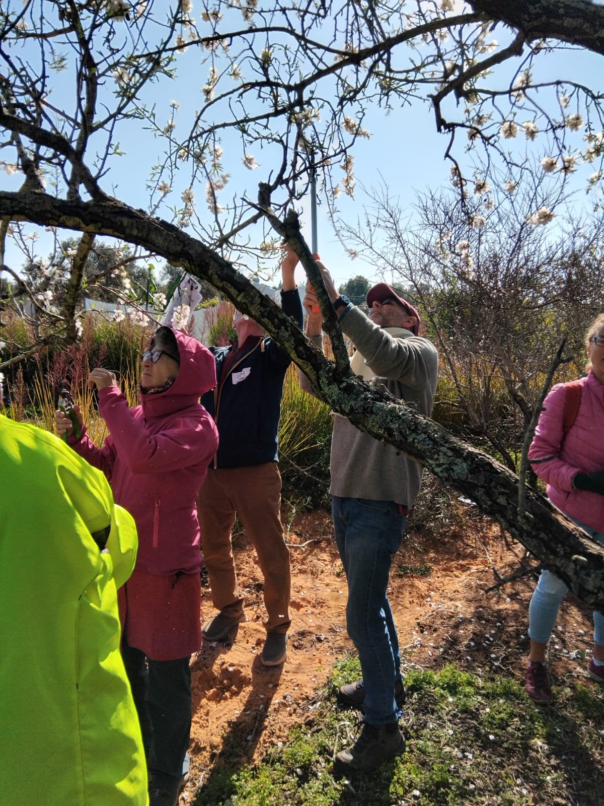 Practical exercise in fruit tree pruning by the students