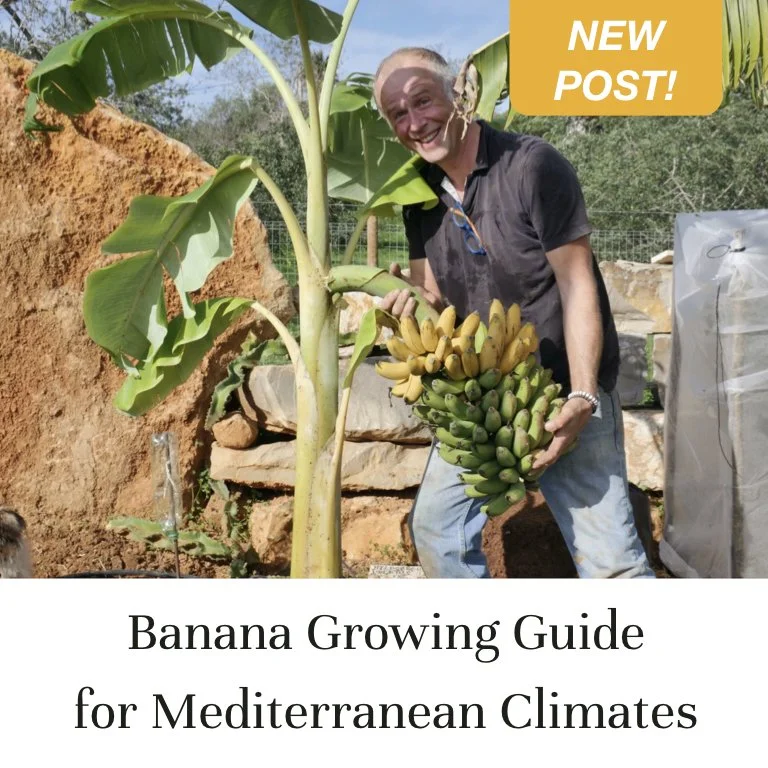 Banana Growing Guide for Mediterranean Climates (Copy)