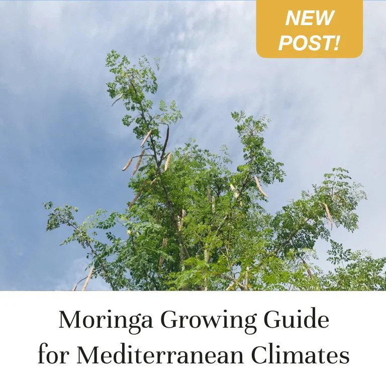Moringa Growing Guide for Mediterranean Climates (Copy)