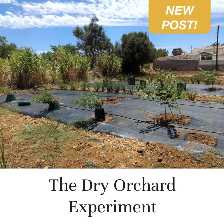 The Dry Orchard Experiment (Copy)