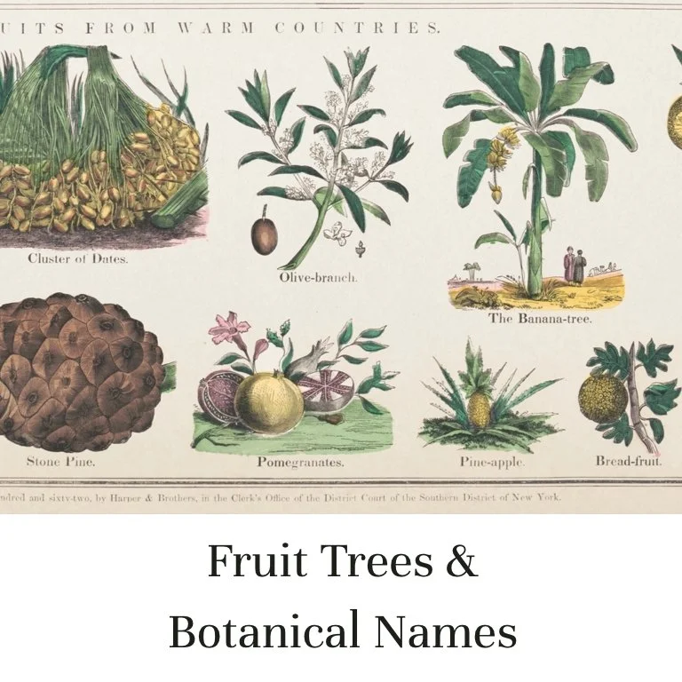 Fruit Trees & Botanical Names (Copy)