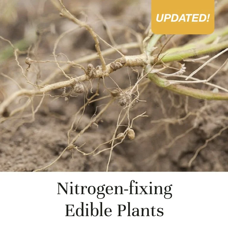 Nitrogen-fixing Edible Plants (Copy)