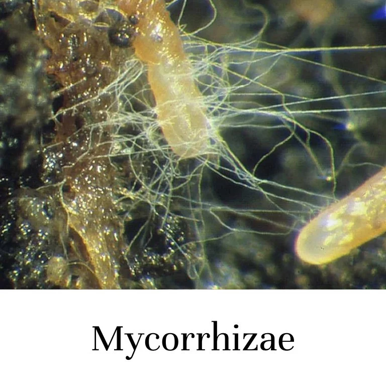 Mycorrhizae (Copy)