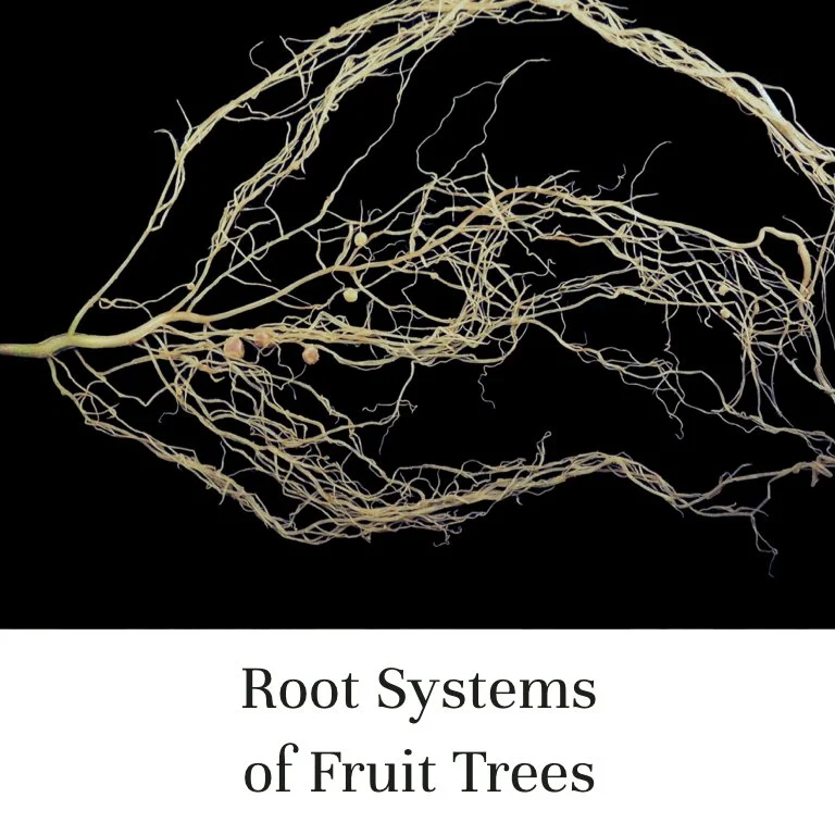 Root Systems of Fruit Trees (Copy)