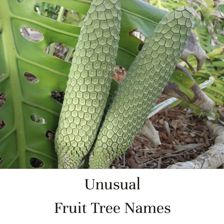 Unusual Fruit Tree Names (Copy)