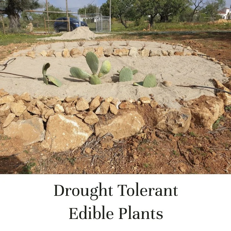 Drought Tolerant Edible Plants (Copy)