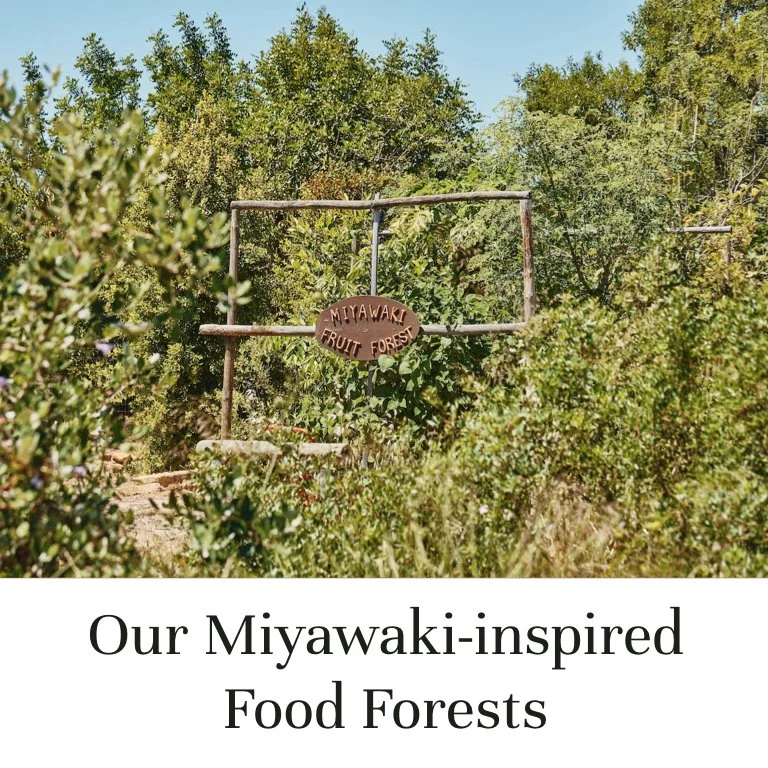 Our Miyawaki-inspired Food Forests