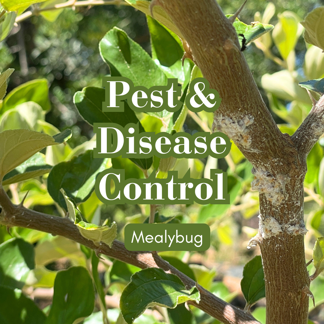 Pest & Disease Control