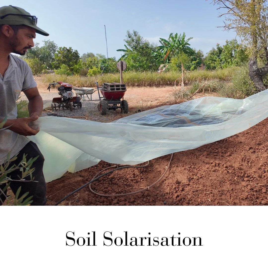 Soil Solarisation - Milan.jpg