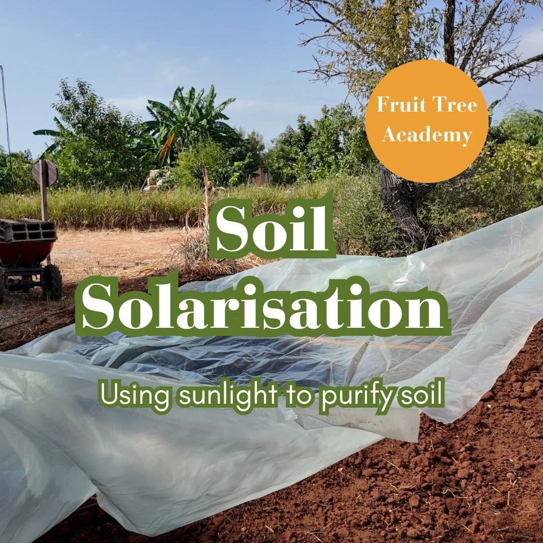 Soil solarisation visual guide.jpg