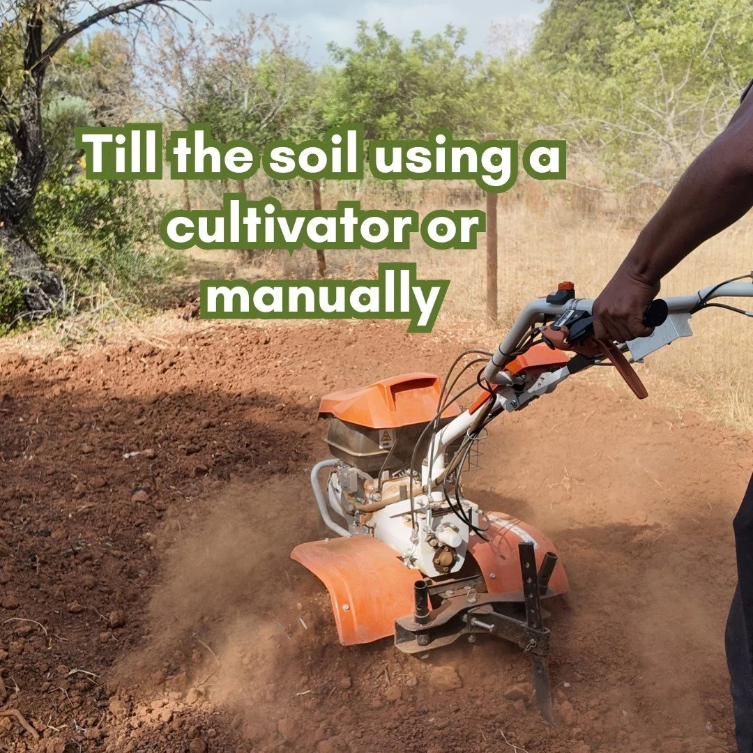 soil solarisation visual guide.jpg